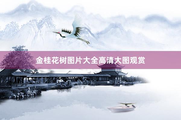 金桂花树图片大全高清大图观赏
